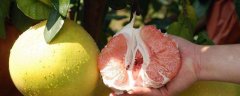 红心柚树的寿命有多长，有哪些种植技术要点