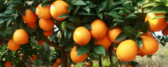 脐橙树怎么修剪，不同生长阶段有不同的修剪方法