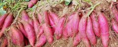 红薯的种植方法，有哪些管理要点