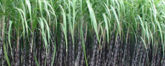 甘蔗的施肥方法，有哪些施肥原则