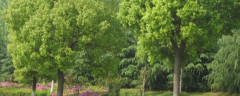 香樟树的繁殖方法，主要为种子和扦插繁殖