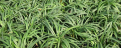 玉龙草病害防治方法，附玉龙草的生长环境