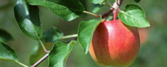 苹果树的种植时间，有哪些无公害管理技术要点