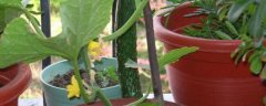 盆栽黄瓜怎么种植，有哪些要点