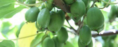 软枣种子的种植方法，软枣种子的主要价值