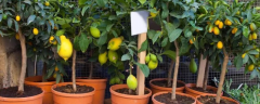 怎么种小盆栽，附柠檬、龙眼、火龙果盆栽的栽植方法