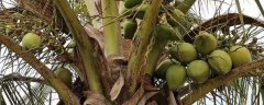 椰子树的种植方法，有哪些要点