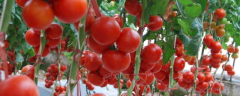 番茄发生药害怎么办，番茄有哪些生长习性