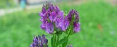 紫花苜蓿的种植方法，有哪些技术要点