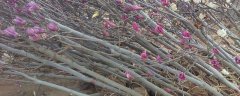 紫玉兰树苗的价格，盆栽养护有哪些要点