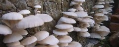 平菇通常什么时候种植，平菇发酵料栽培技术有哪些