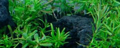水草泥种水草的方法，鱼缸养水草有哪些注意事项