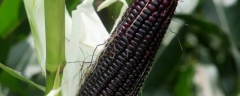 一斤黑玉米多少钱，黑玉米栽培技术要点是什么