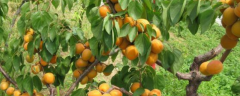 杏树的花期，预防冻害的措施有哪些