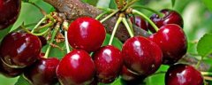 玛瑙红樱桃怎么栽培，有哪些要点