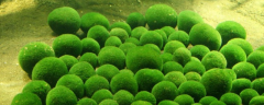 球藻该如何养殖，有哪些注意事项