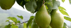 梨树的种植方法，有哪些要点
