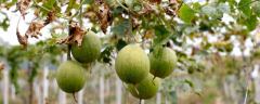 瓜蒌的种植方法，有哪些要点