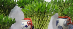 盆栽富贵竹的养殖方法，有哪些要点