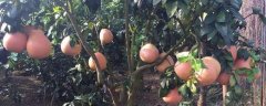 三红蜜柚怎么种植，市场价值如何