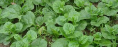 木耳菜的种植时间，种植要点有哪些