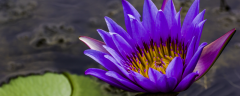 紫色睡莲的养殖方法，有哪些繁殖方法