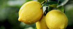 发芽了的柠檬籽怎么种，附日常管理