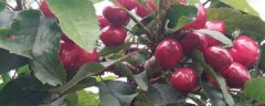 樱桃使用哪些农药，不同病虫害用药不同