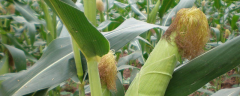粘玉米含糖量是否高，有什么种植方法
