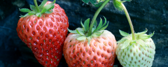 种植草莓高产方法，出现不结果现象怎么应对