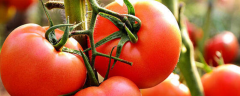 怎样种生西红柿的籽，食用西红柿有哪些注意事项