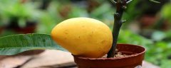 芒果的籽怎么种，芒果怎么切吃起来方便