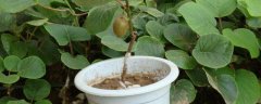 猕猴桃籽如何种小盆栽，猕猴桃籽可不可以吃