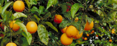 橙子结果需要几年，附橙子树的种植要点