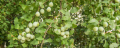 白果树结果需要几年，附白果的营养价值