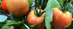 大番茄该怎么种植，主要有哪些作用