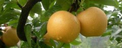 梨的种植方法，注意防治病虫害