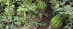 西瓜传播种子的方式，怎么种西瓜种子