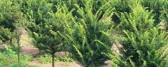 东北红豆杉树苗的价格大概多少，附种植与养护要点