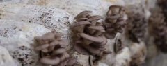 蘑菇怎样养殖，蘑菇对生长环境有什么要求