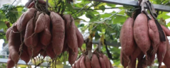 空中怎么种植红薯，有哪些技术要点