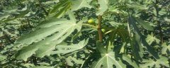 无花果树苗的种植方法，这五点是关键