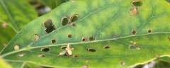 香樟树生虫怎么防治，不同类型的虫害防治方法是不一样