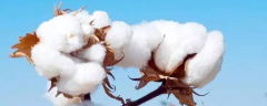 棉花传播种子的方式，种棉花有哪些条件要求
