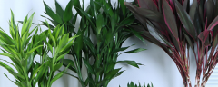 水培观音竹的繁殖方法，附其养护方法