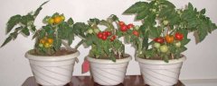 小番茄籽种小盆栽的方法，具体有哪些技巧