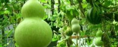 葫芦籽小盆栽怎么种，附葫芦的主要变种