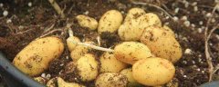盆栽土豆籽怎么种，附土豆的最佳种植时间