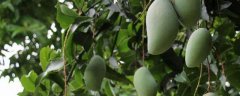 青芒果籽种植方法，附管理技术