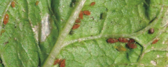 桃蚜有什么形态特征，该如何防治